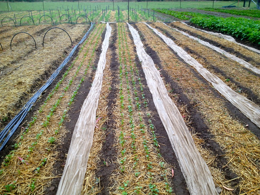 The future tomato patch (up the top, where the field peas are)