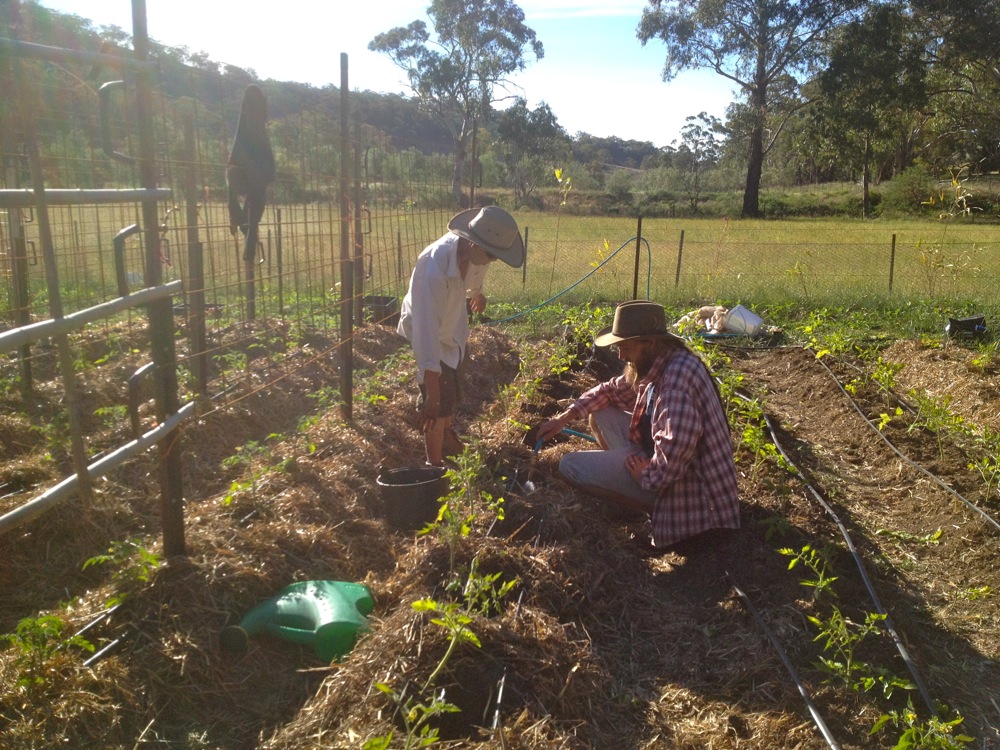 Jeremy and Damien planting the romas