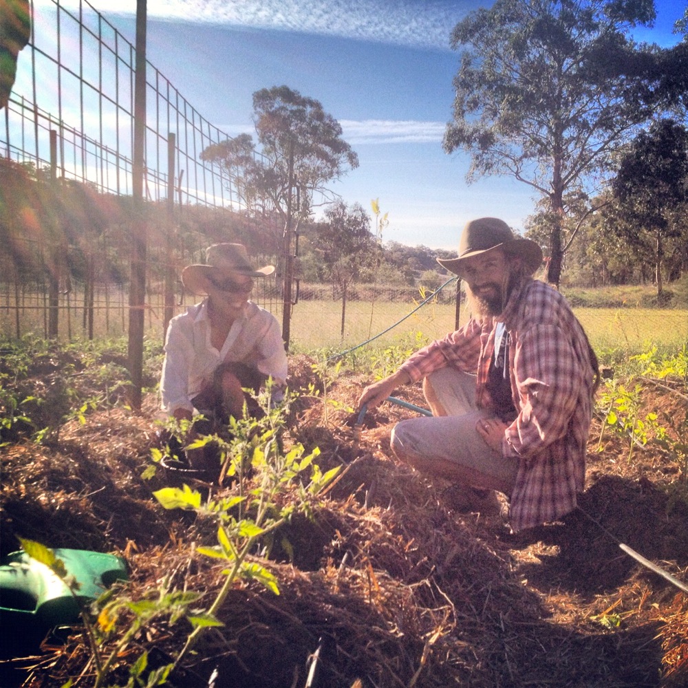 milkwood tomatoes 08