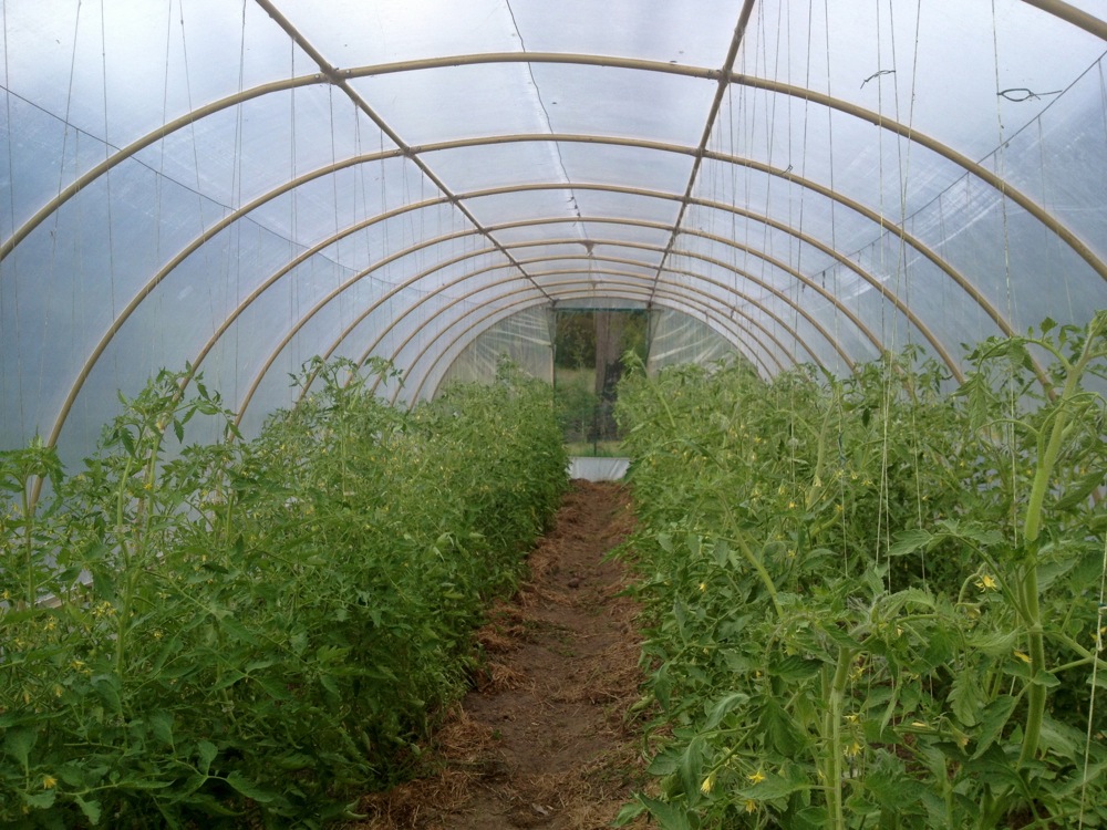 Old Mill Road greenhouse, 18th October