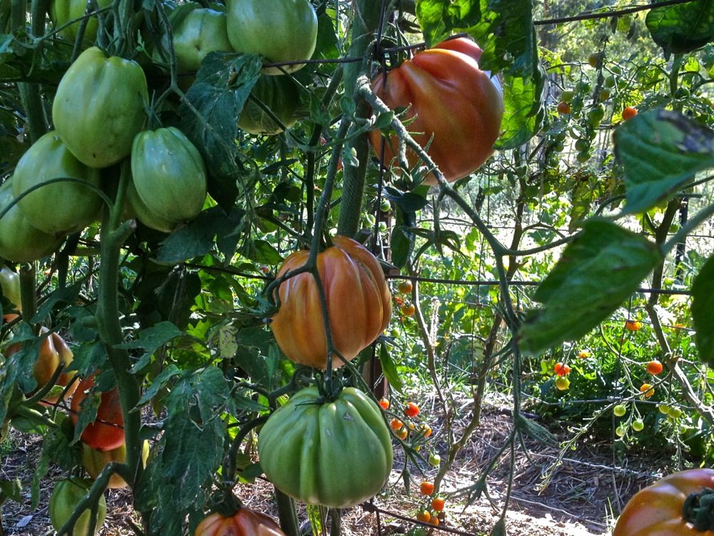 Looking forward to getting to this stage, hopefully this year without the hail damage. Yay tomatoes!