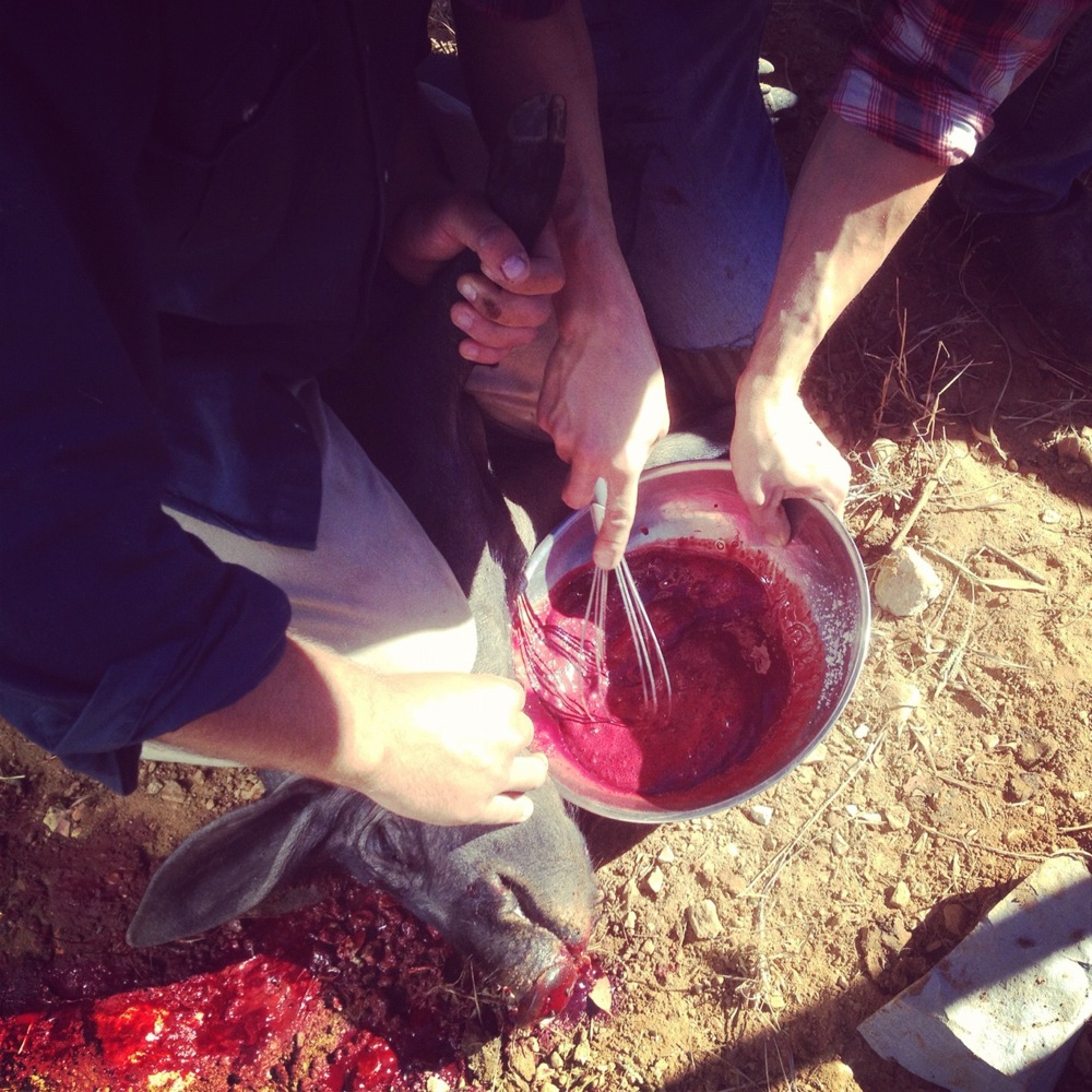 Whisking the blood with salt to prevent coagulation, so it can be used to make blood sausage. This has to be done immediately after slaughter.