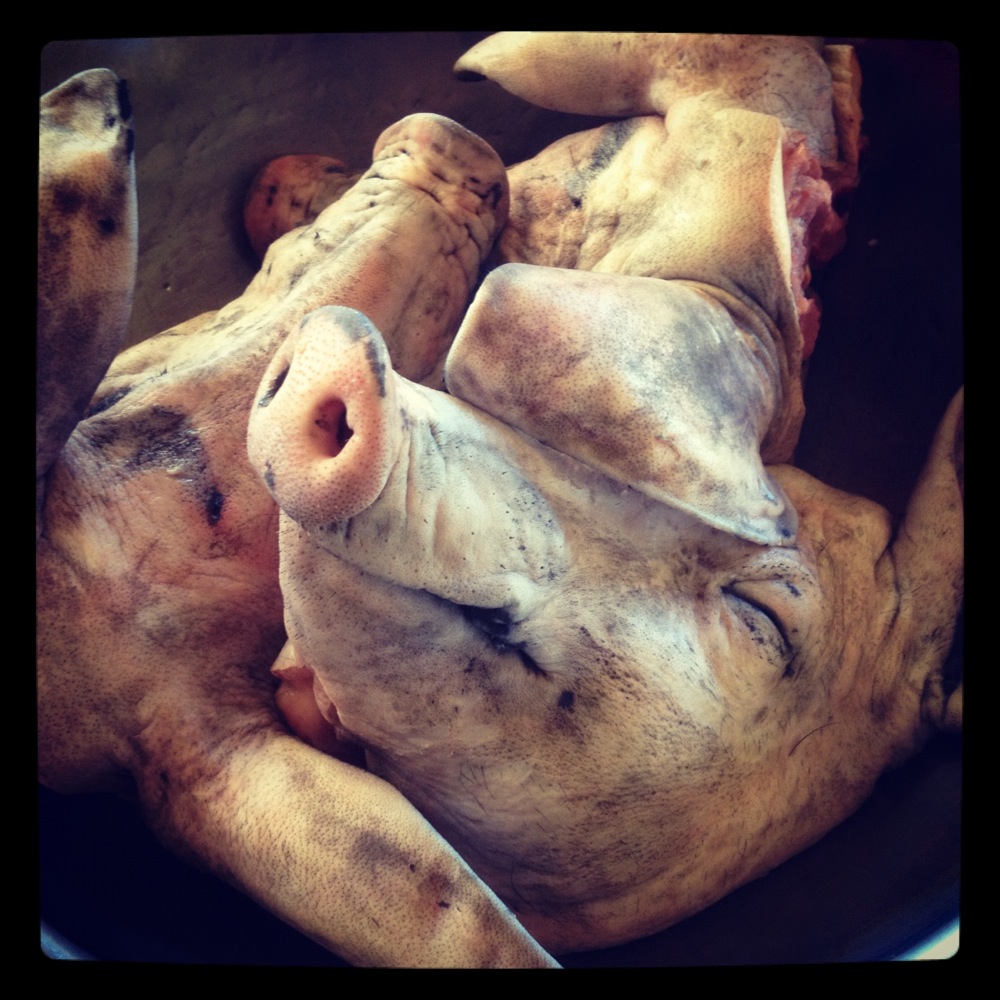 3 cleaned pigs heads, ready to start their journey towards head cheese