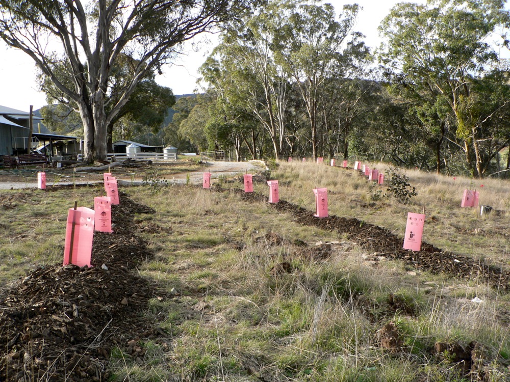 windbreak woolshed23