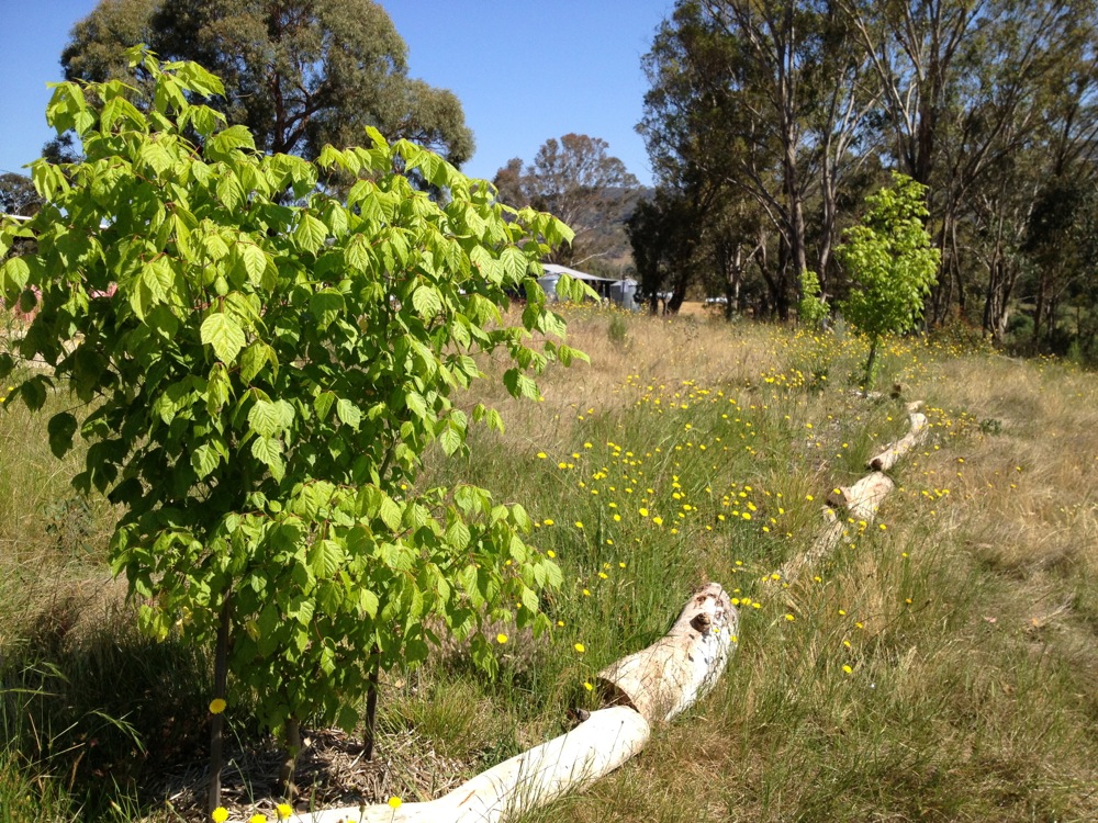 windbreak woolshed24