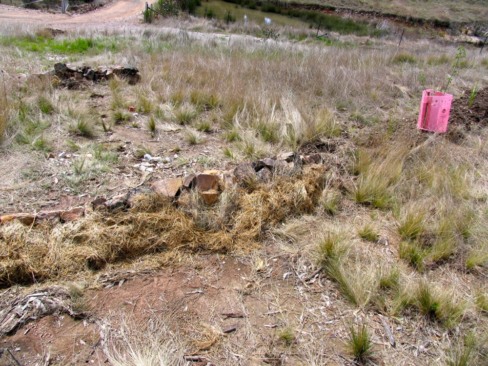 windbreak woolshed27