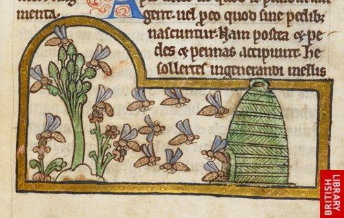 Illuminated text discussing bees and hivecraft, 14th Century