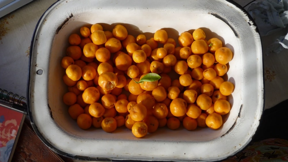 cumquats1