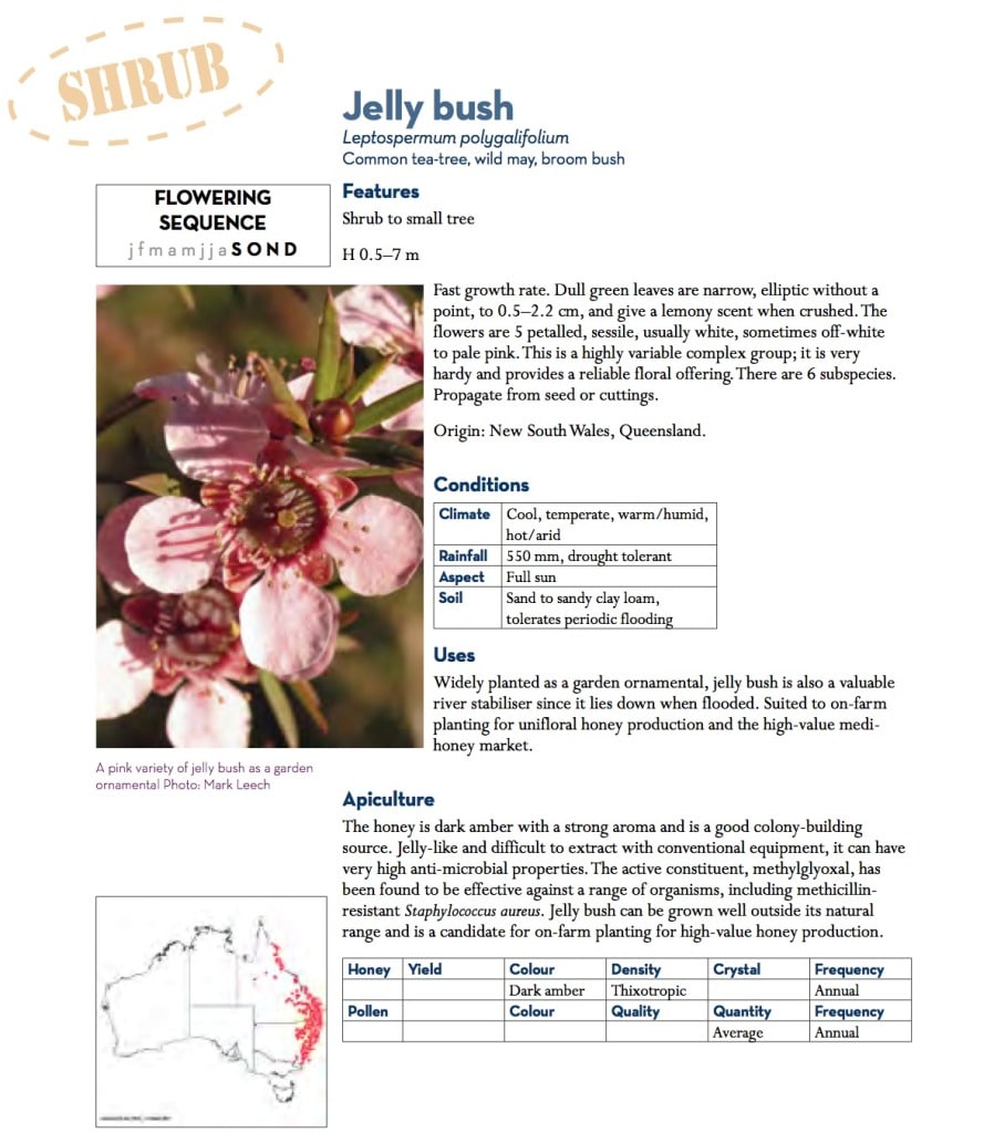 jelly bush