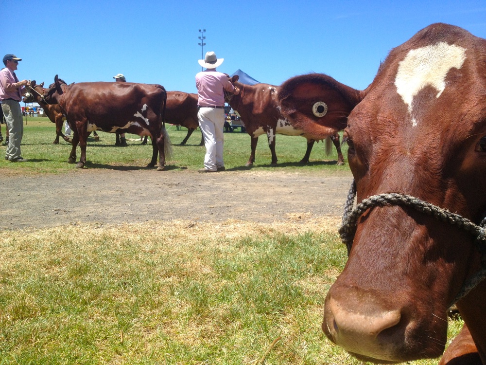 kiama show02