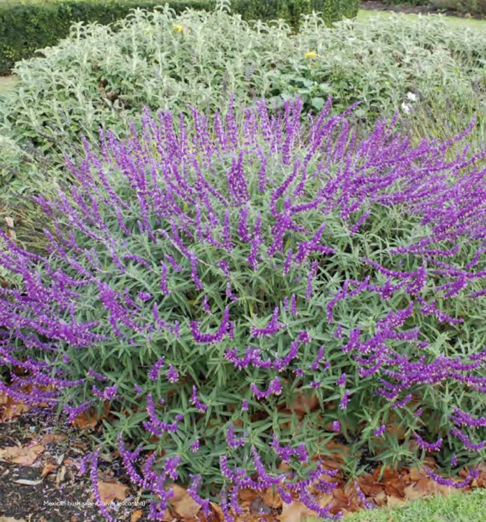 Mexican sage - photo from