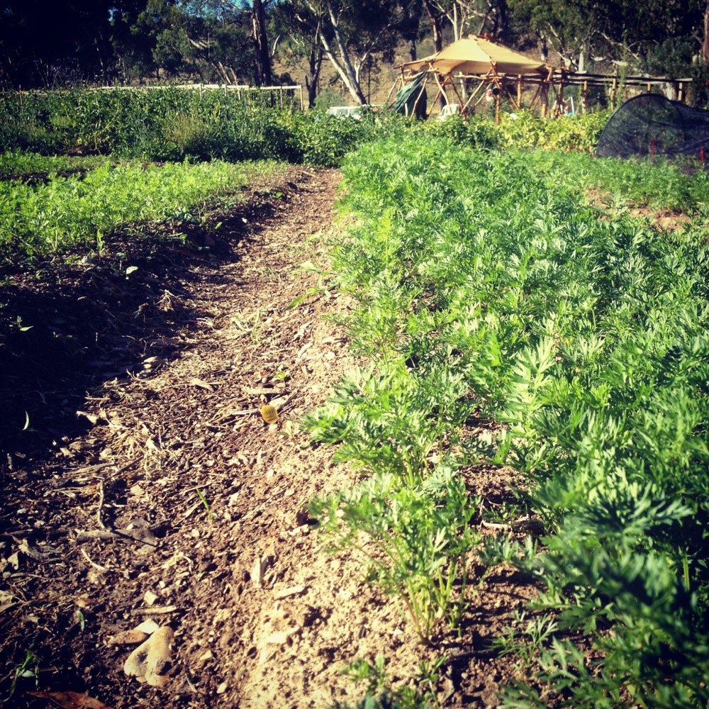 milkwood carrots1