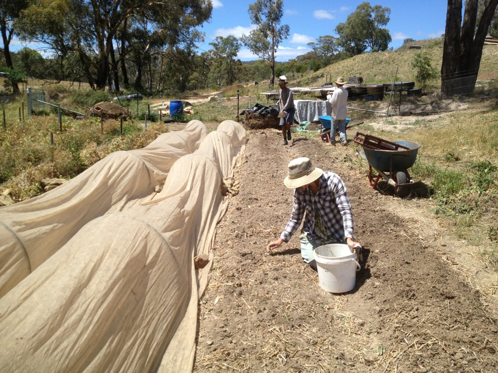 milkwood carrots2