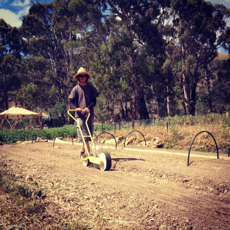 milkwood carrots6