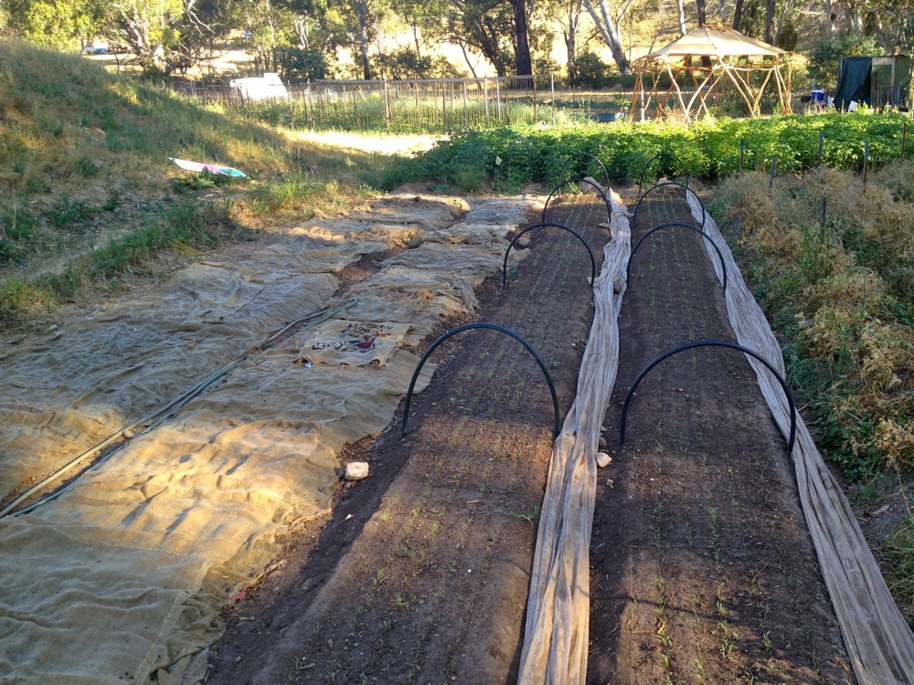 milkwood carrots8