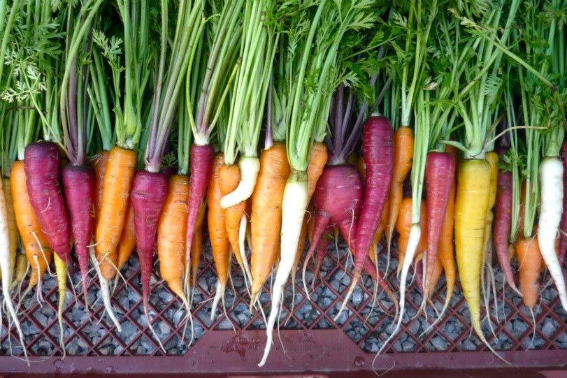 Rainbow carrots from last year's April harvest... just the beginning...