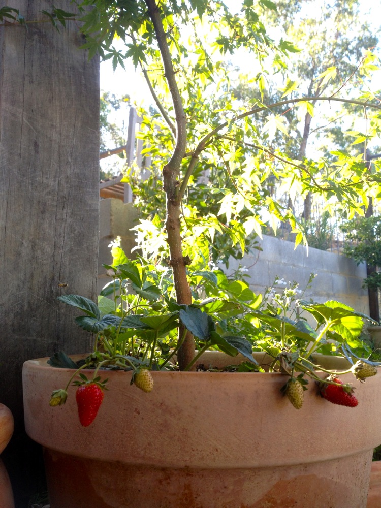 Slow but steady strawberries...