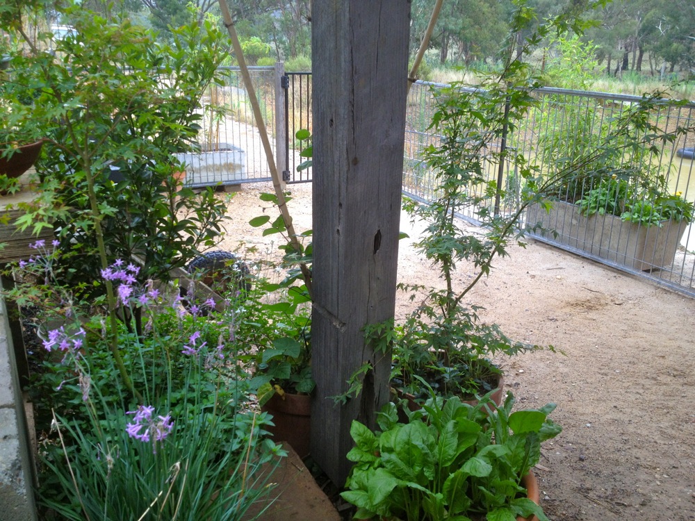 Nutrient-rich greens, with bamboo in antique concrete sinks beyond