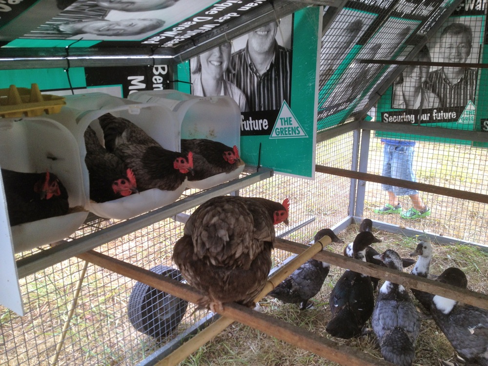 The blue langshan hens in the laying boxes considering the new strange chickens... (adolescent Muscovy Ducks)