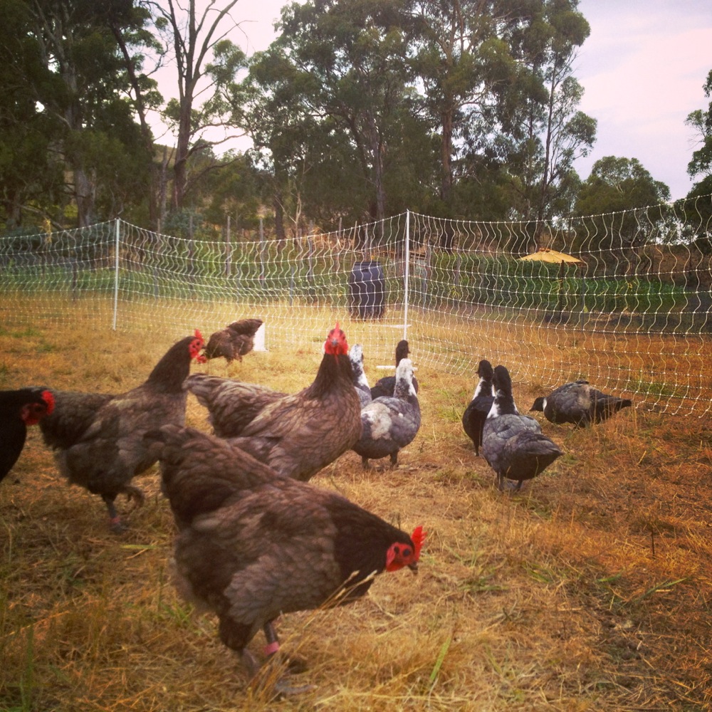 Multiple species in our pastured poultry system means more diverstiy of nutrient cycling and foraging...