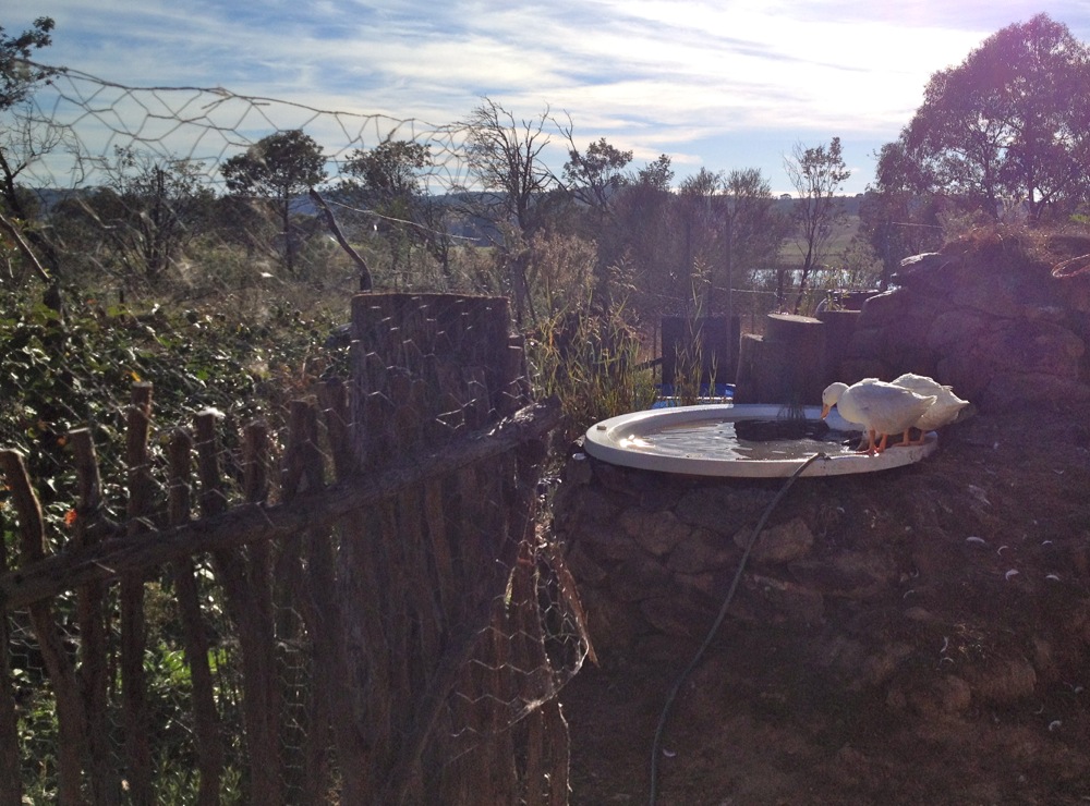 Cam and Jessie (Earth Integral)'s duck fertigation setup at Mulloon Creek - a simple siphon led from the duck's pond to the lush temperate food forest just below