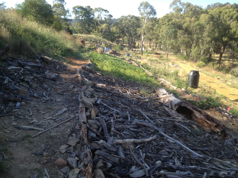 Progression of orchard site - pigs followed by green manure followed by woodchips