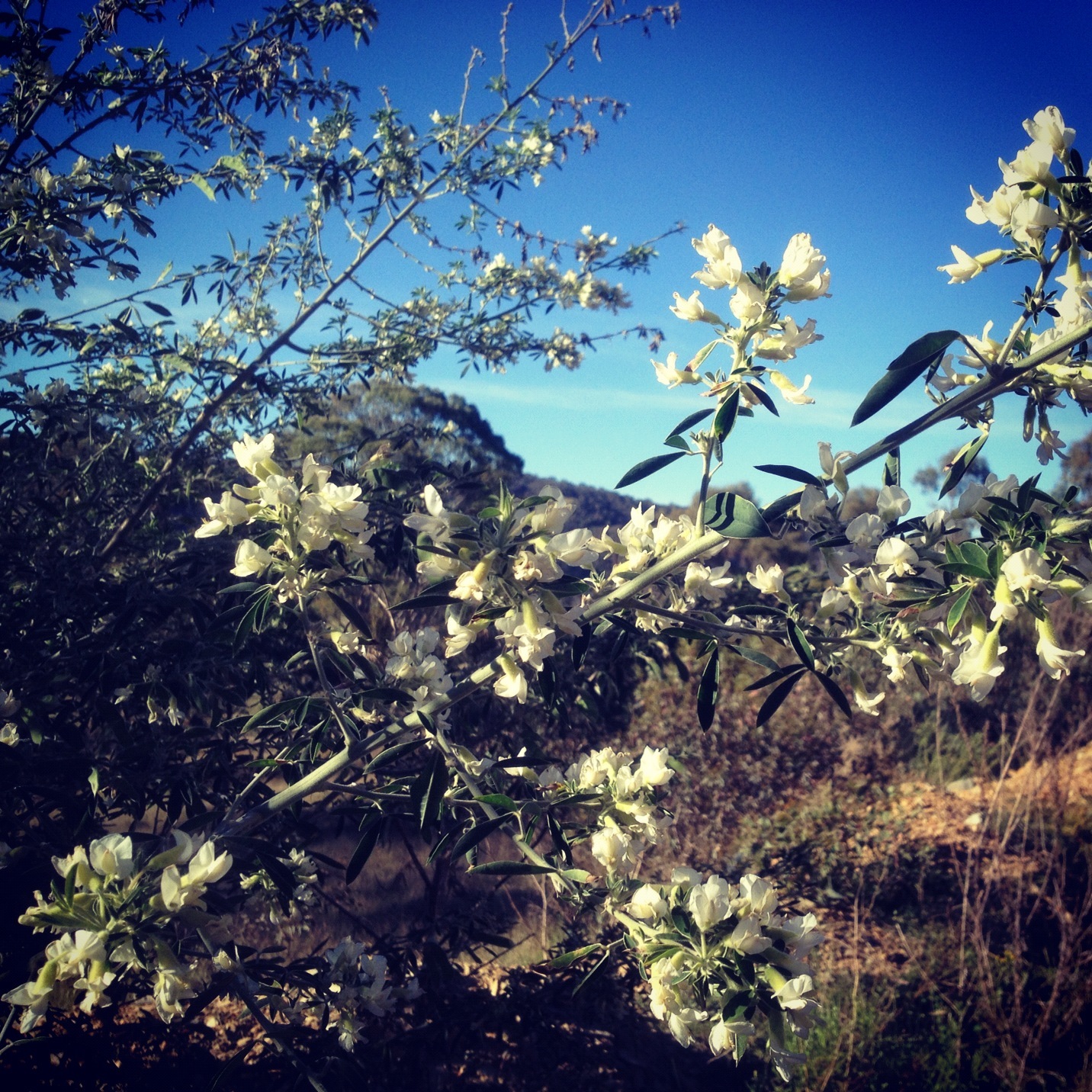 Tagasaste - great bee forage plant with leaves palatable to sheep and cows, also hardy & drought tolerant. A great multi-purpose shrub featured in the guide