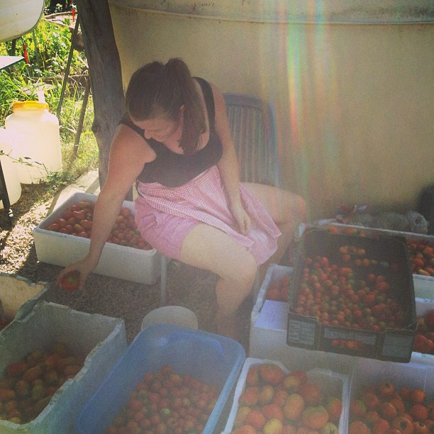 Just a few... Rose the permachef defining each tomato's destiny...