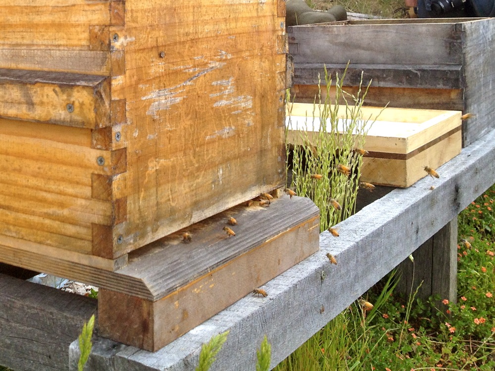 Our bees - flying strongly, but a honeyflow would be most helpful right now