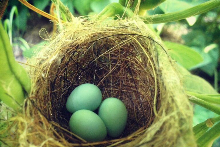 birdsnest int he garden1