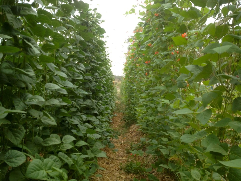 Cool in the middle of the day, creating habitat int he garden, and making it easy to both pick the beans, and dismantle at the end of the season