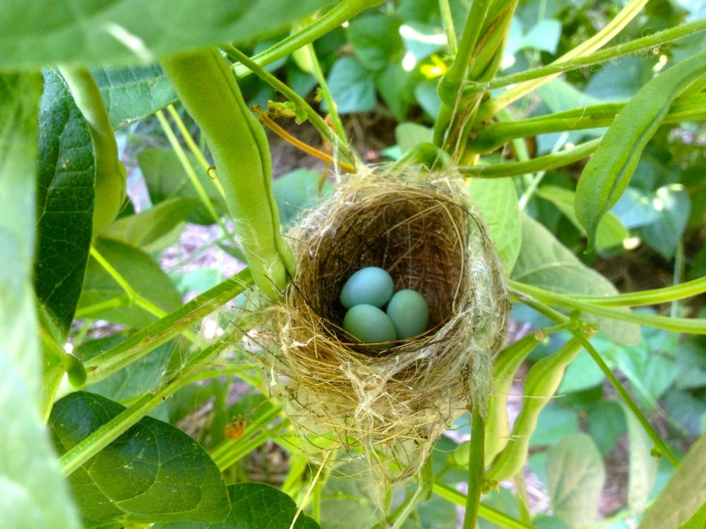 Silvereye's nest, with attendant beans