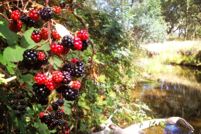 blackberries01