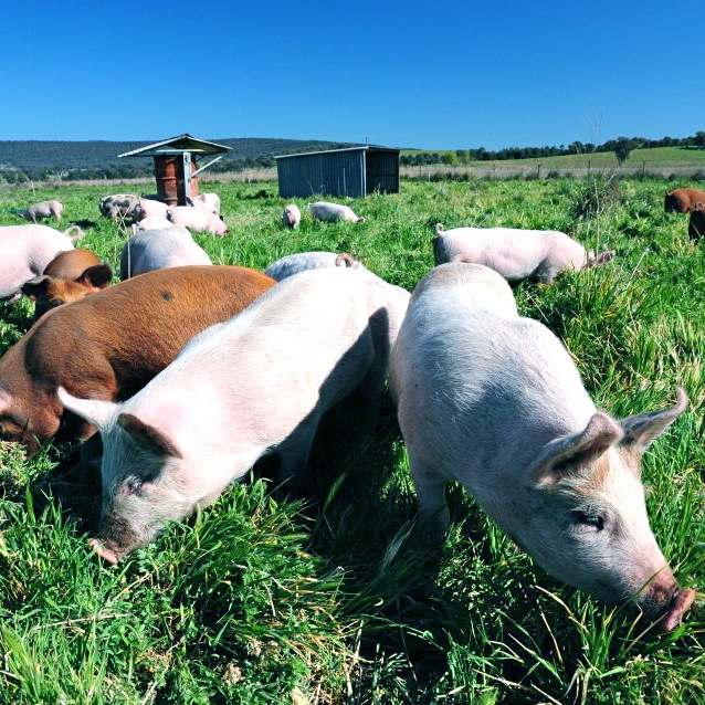 boxgum grazing1