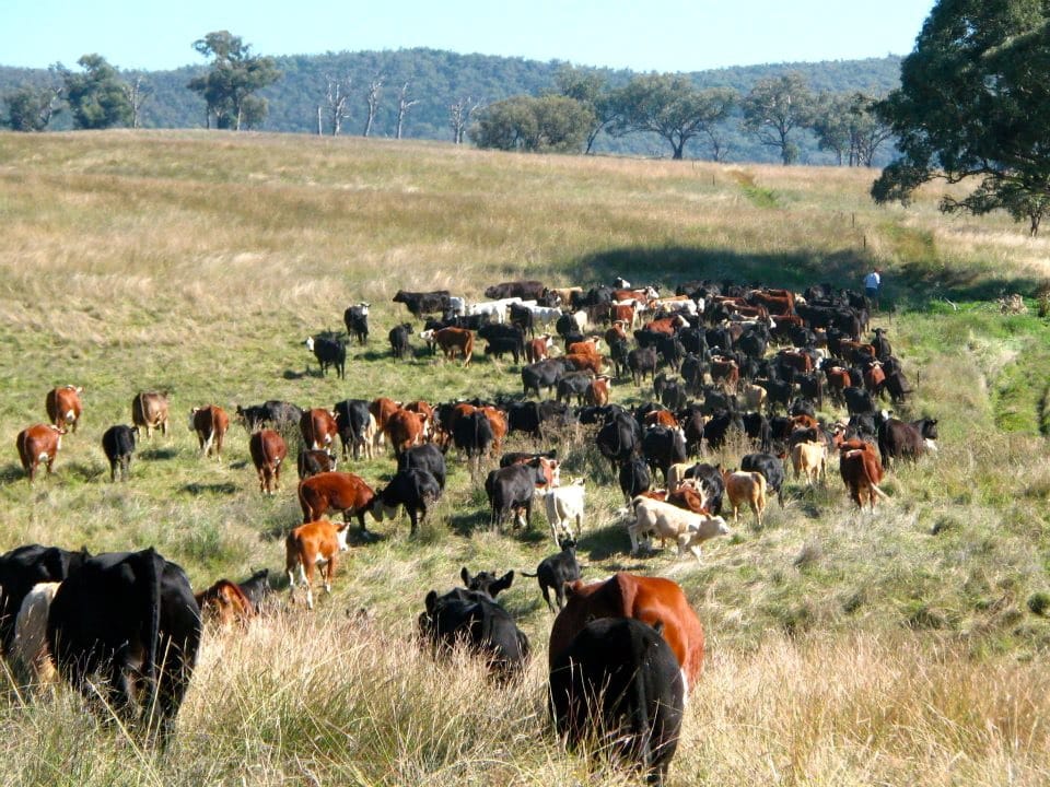 Moving the herd... © Boxgum Grazing