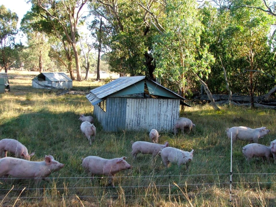 These younger growers are enjoying a very shady spot amongst some woodland. To escape the heat of the day they shelter amongst the regrowth, where we will wet an area of soil. They are active in the cool of the day and very inactive during the heat. © Boxgum Grazing