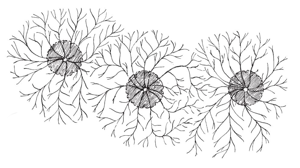 Planning ahead for how mature trees interact, and what that means for the rest of your polyculture