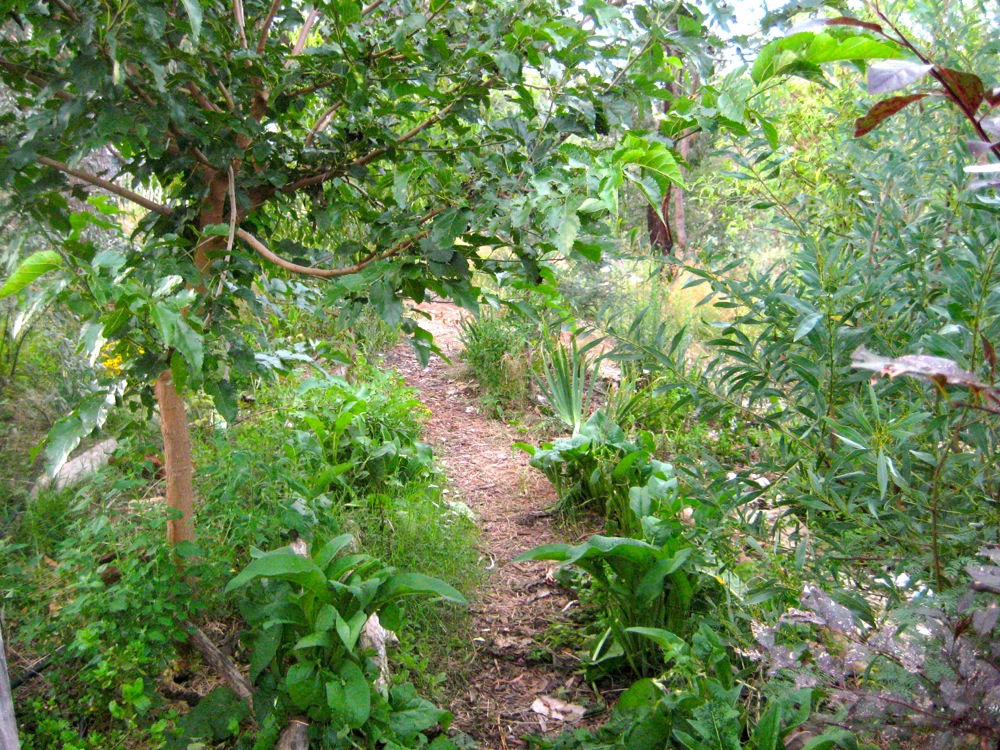 The emerging forest garden at Milkwood Farm