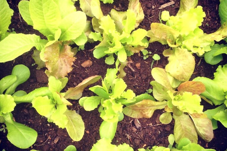 lettuce kaboom1