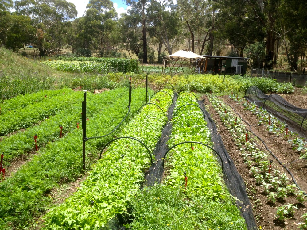 Lettuce front and center, basil tot he right