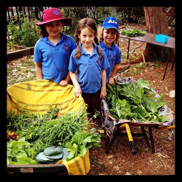 Dulich Hill Green Thumbs harvesting greens for Poached Egg Rolls. Image by Cornersmith