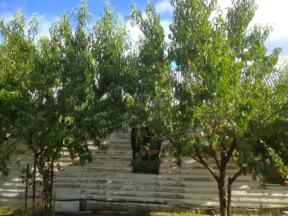 The original cottage of the property (c 1860, also our home while we were building the tiny house next door), with peach trees grown from cuttings of the original old trees of the property