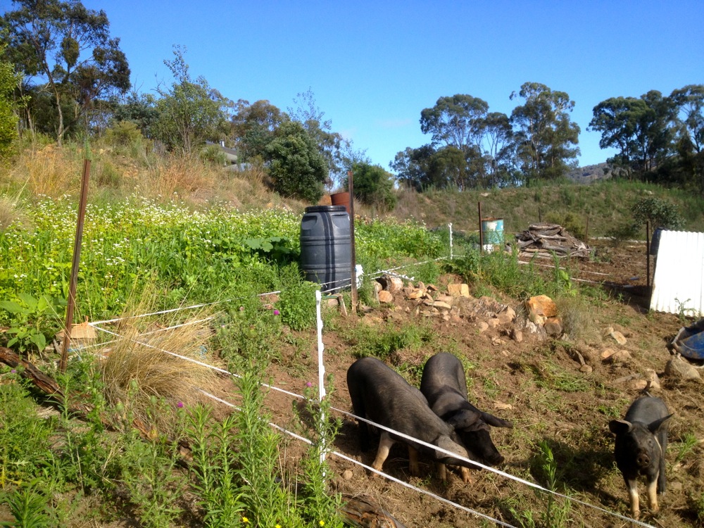 The pigs after only 2 hours in their new patch... making headway!