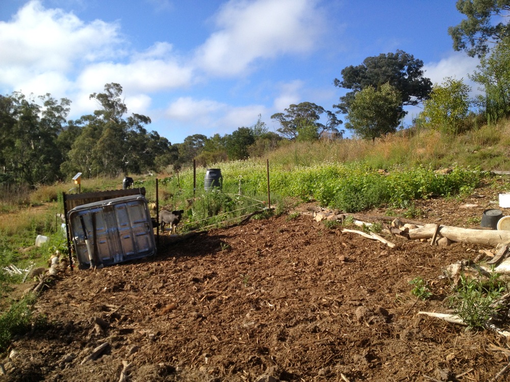 The just-tractored patch, seeded and mulched