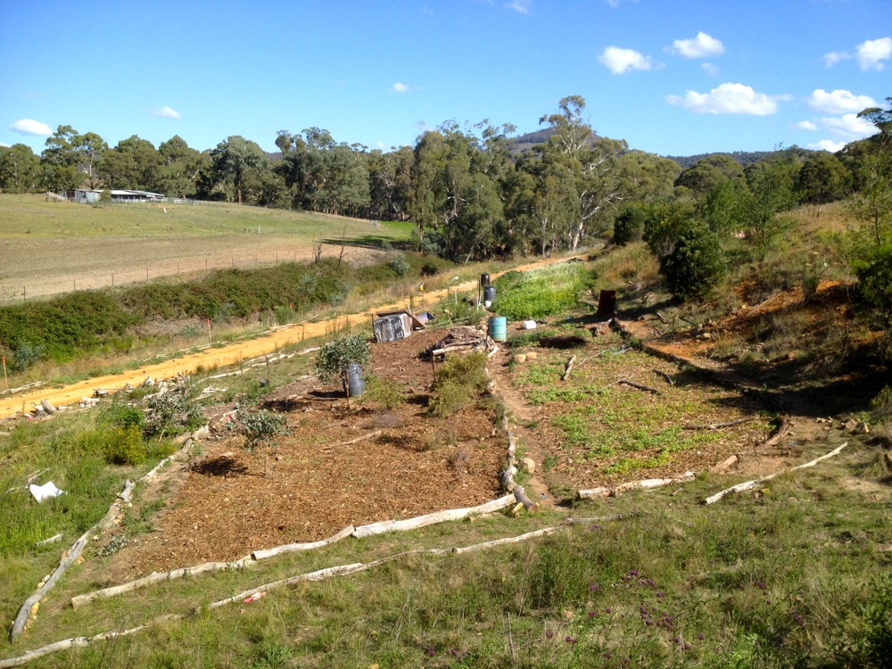 The holistic orchard site, currently being prepped by pig tractor, in readiness for planting this winter