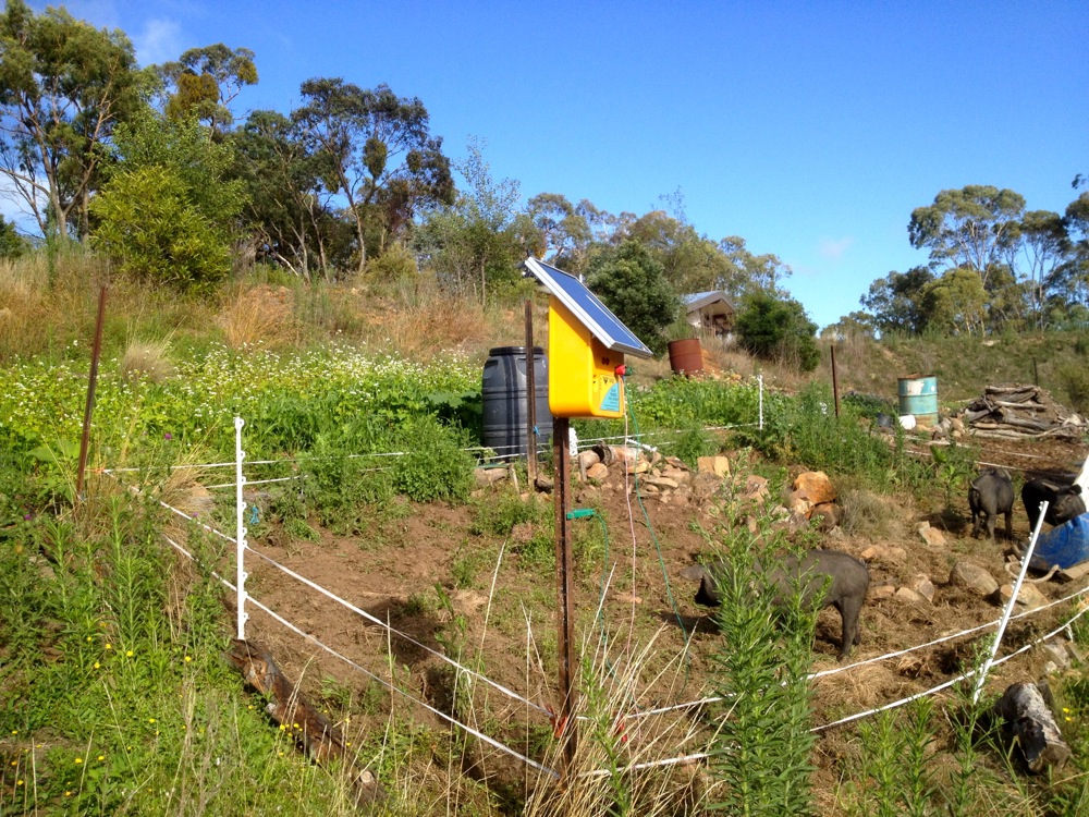 Pigs on a new patch, hemmed in by solar powered 2-strand electric