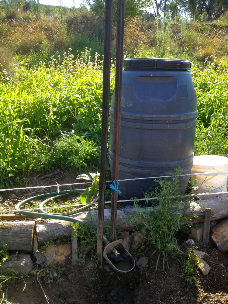 Mobile watering setup - 'pig bowl' which they snout to release water from the drum, which gets filled up as needed. Simple, mobile, effective solution for clean drinking water