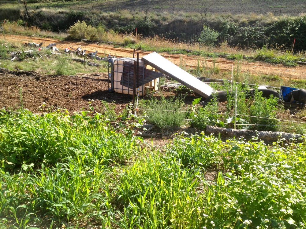 The pig house is stationed outside the fence, so we dont end up with a succession of un-tractored squares beneath the house each time