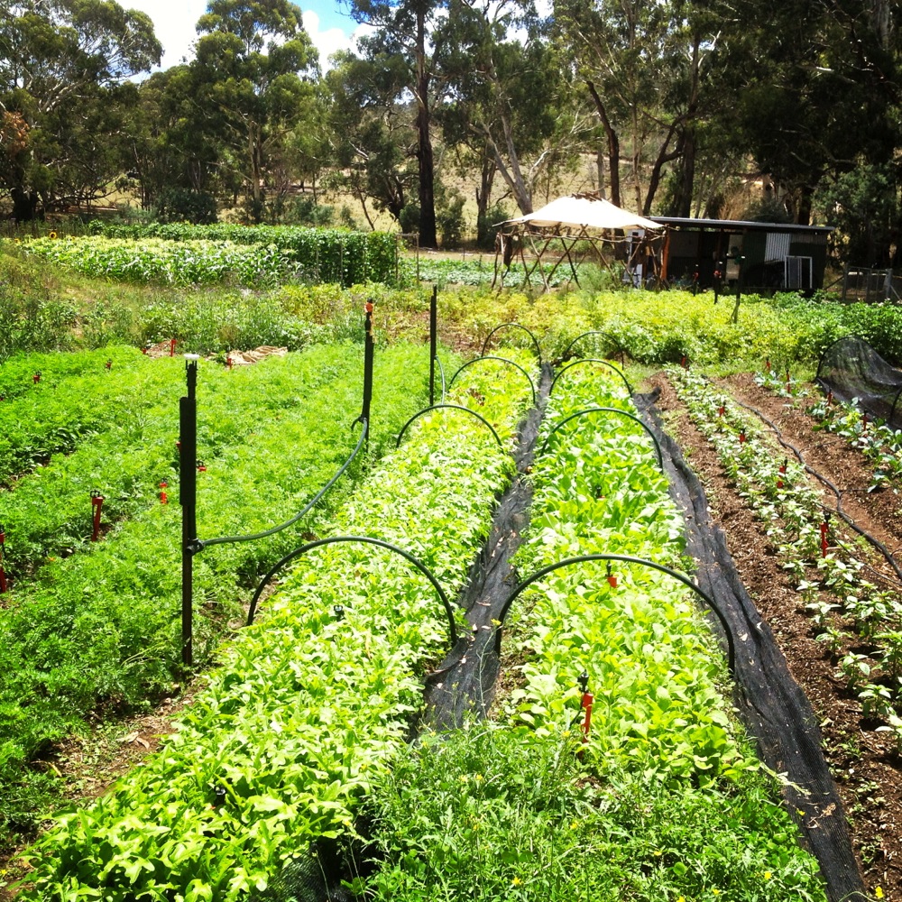 Midsummer Garden at Milkwood Farm - Milkwood: permaculture courses