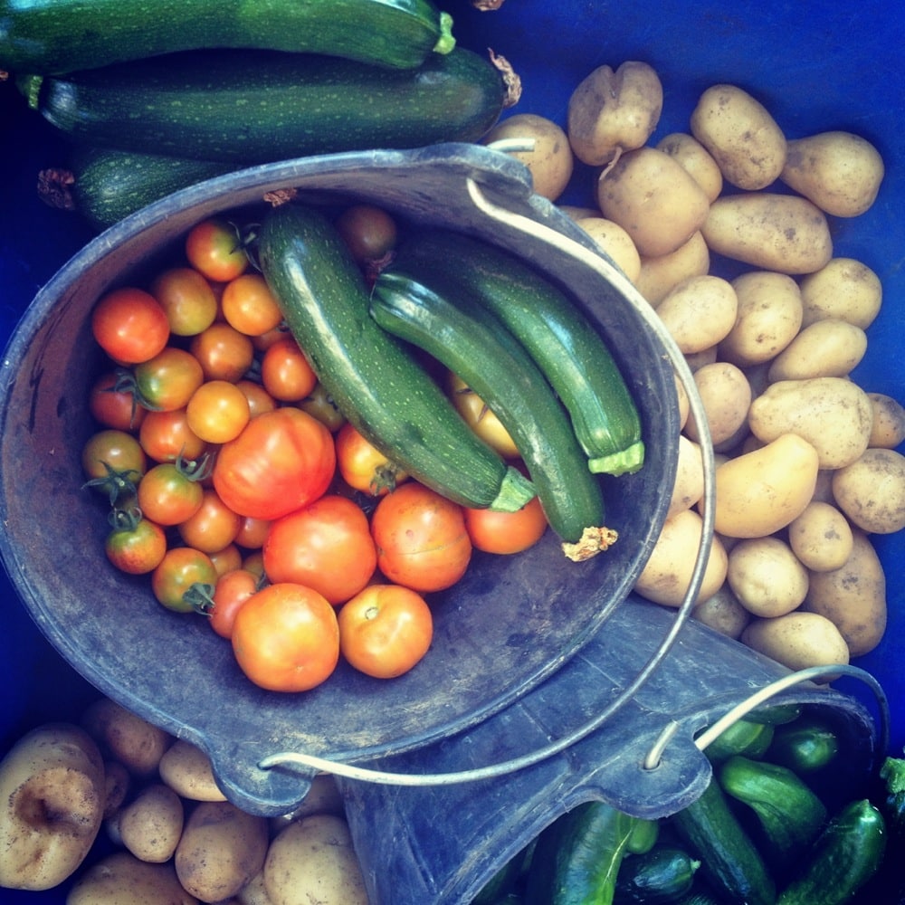 And the veggies just keep coming. Thank you Summer.